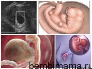 Календарь беременности пятая неделя