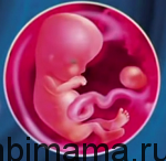 8 восьмая неделя беременности